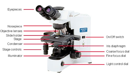 How Does An Optical Or Light Microscope Work?